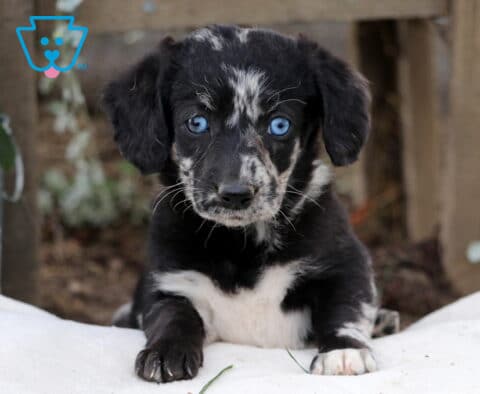 Marley Mini Labradoodle