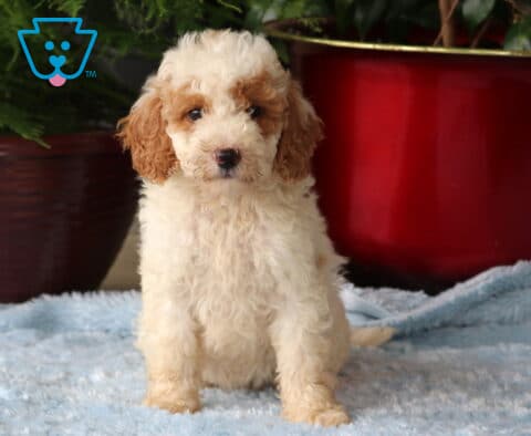 Marlin Mini Goldendoodle