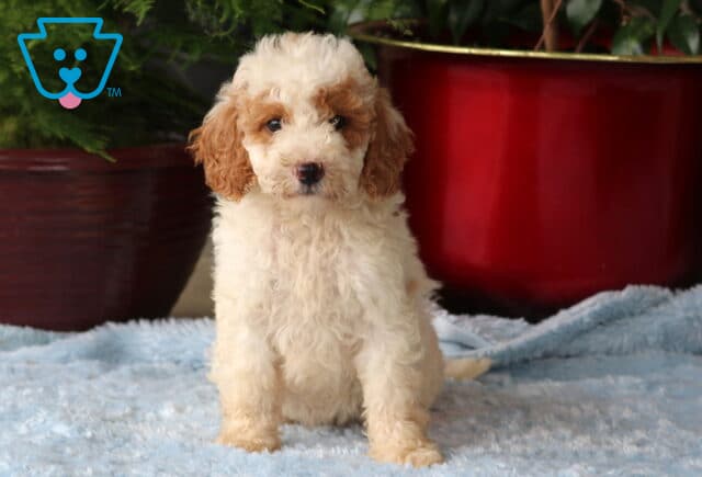 Marlin Mini Goldendoodle image