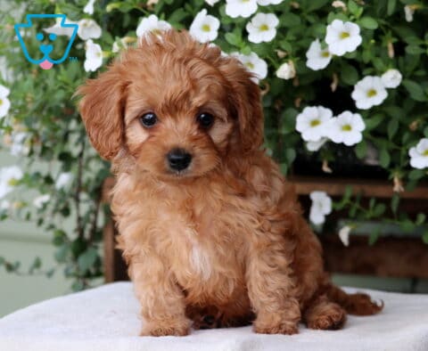 Martin Cavapoo