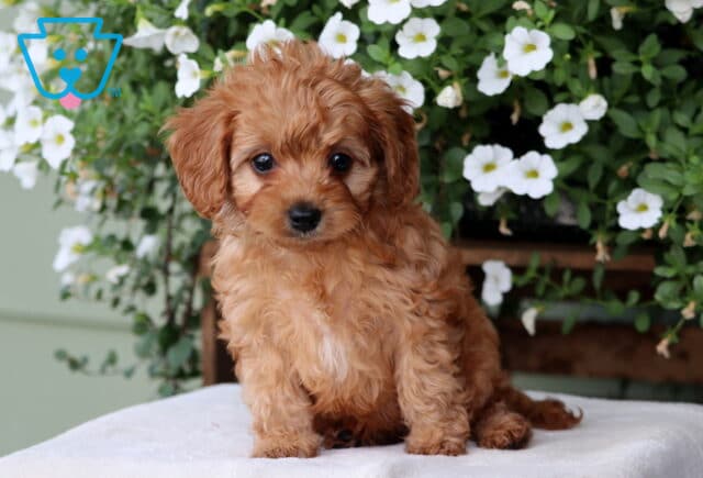 Martin Cavapoo image