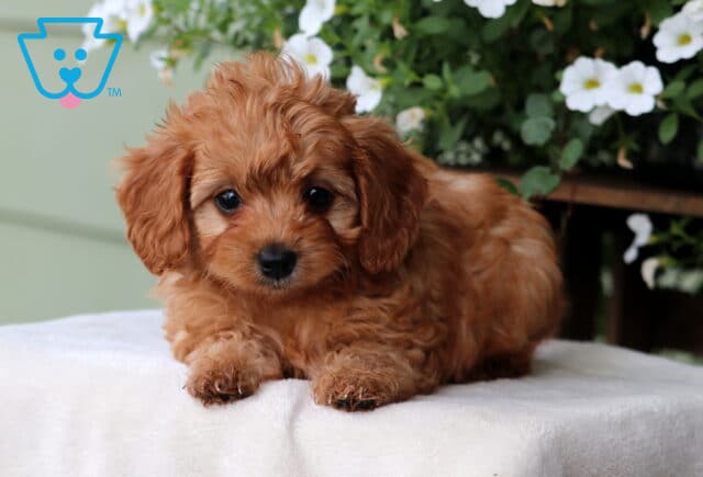 Martin Cavapoo2 image