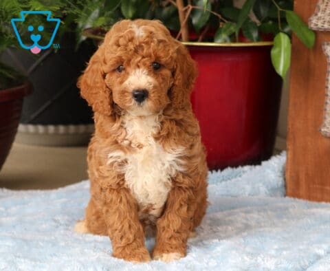 Marty Mini Goldendoodle