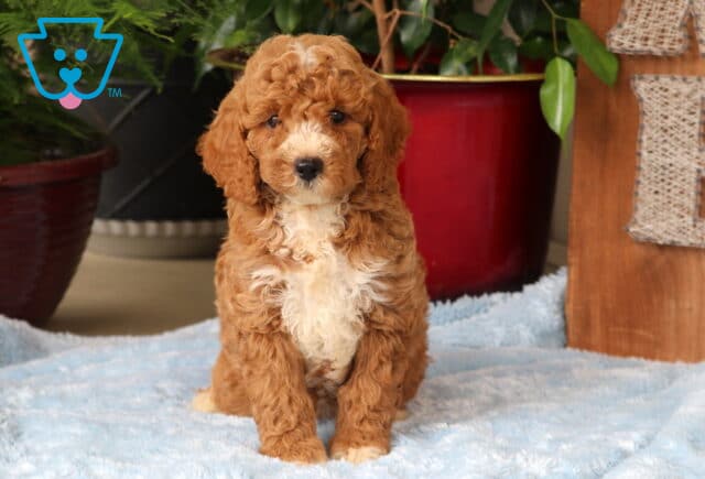 Marty Mini Goldendoodle image