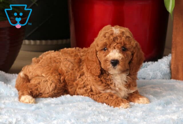 Marty Mini Goldendoodle2 image