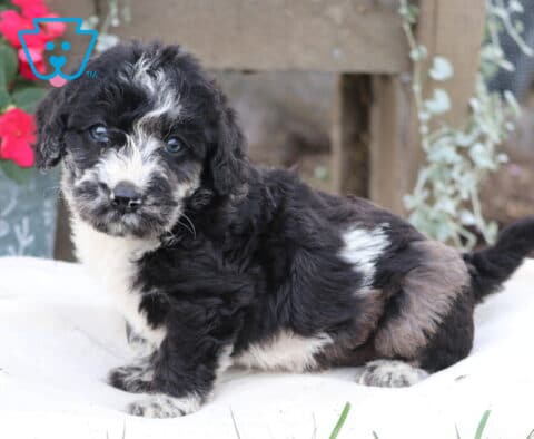 Marty Mini Labradoodle