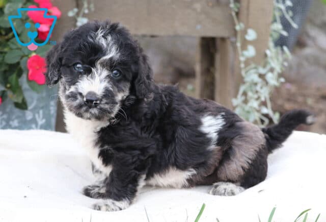 Marty Mini Labradoodle image