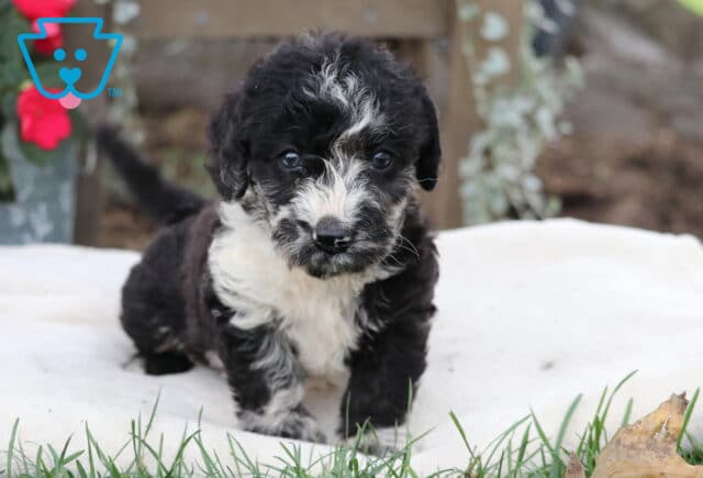 Marty Mini Labradoodle2 image