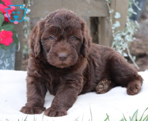 Marvin Mini Labradoodle