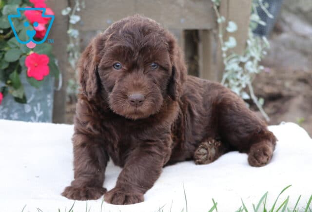 Marvin Mini Labradoodle image