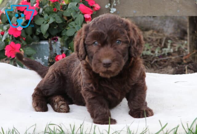 Marvin Mini Labradoodle2 image
