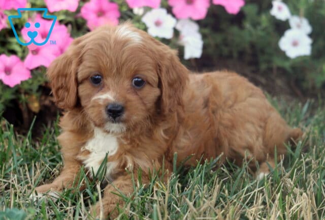 Mason Cavapoo image