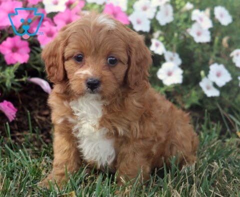 Mason Cavapoo2