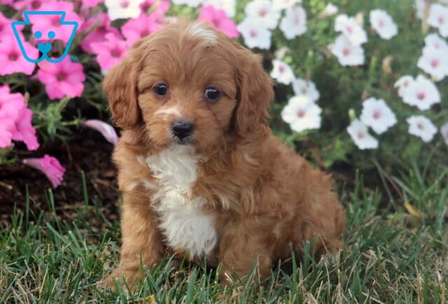 Mason Cavapoo2 image