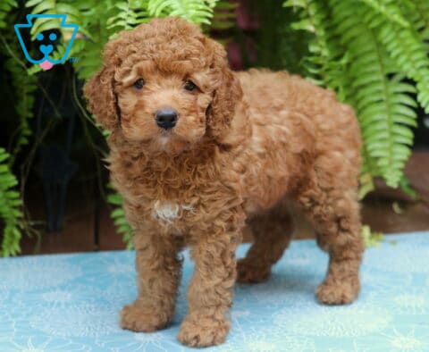 Mason Cockapoo