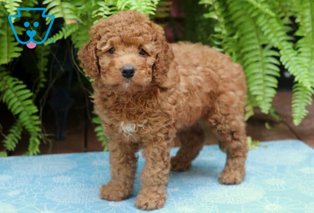 Mason Cockapoo image
