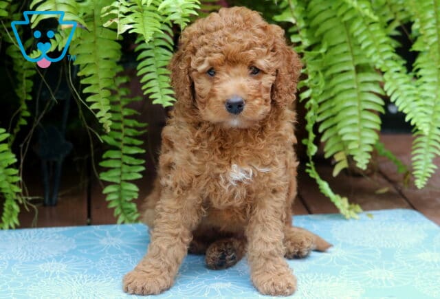 Mason Cockapoo2 image