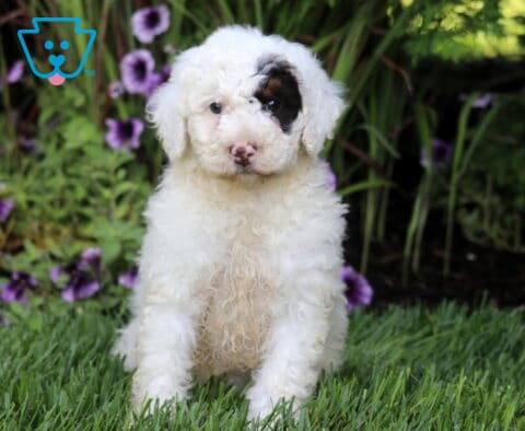 Max Mini Bernedoodle