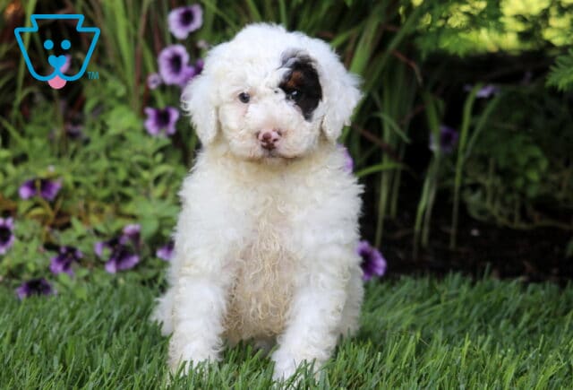 Max Mini Bernedoodle image