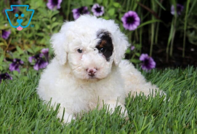 Max Mini Bernedoodle2 image