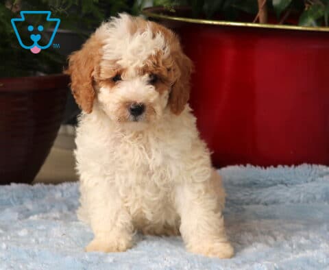 Max Mini Goldendoodle