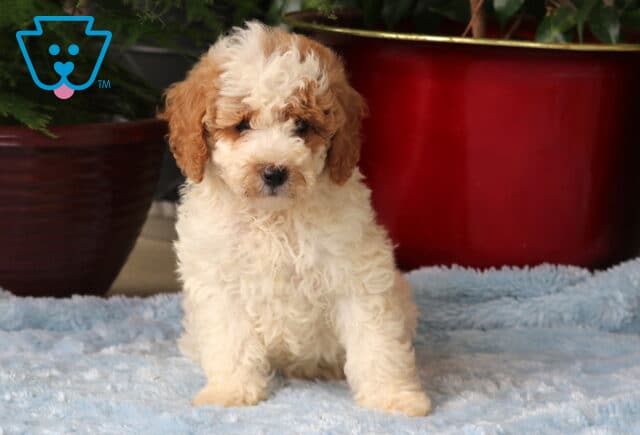 Max Mini Goldendoodle image