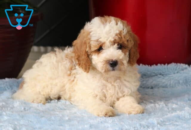 Max Mini Goldendoodle2 image