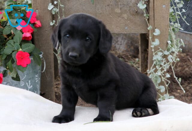Max Mini Labradoodle image