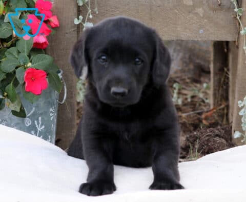 Max Mini Labradoodle2