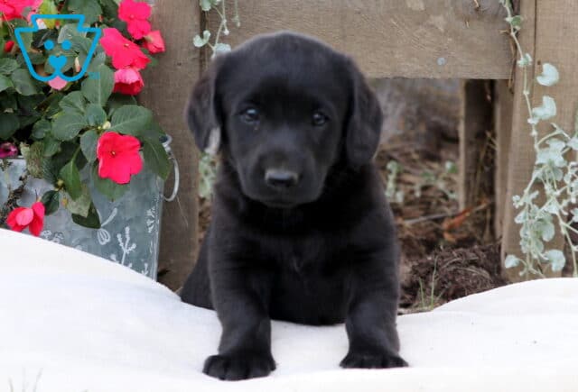 Max Mini Labradoodle2 image