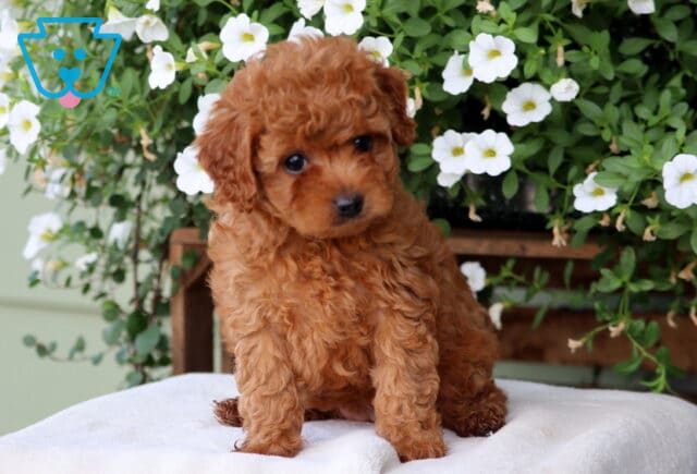 Maxie Cavapoo image