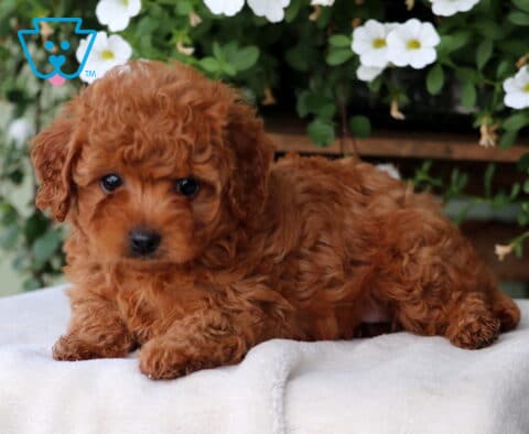 Maxie Cavapoo2