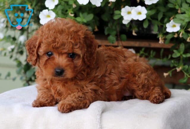 Maxie Cavapoo2 image