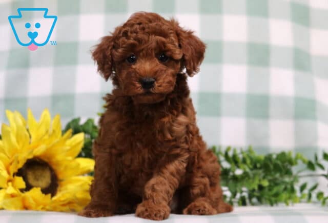 Maxwell Mini Poodle image