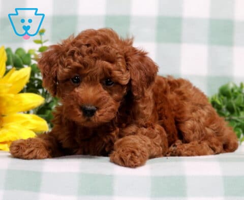 Maxwell Mini Poodle2