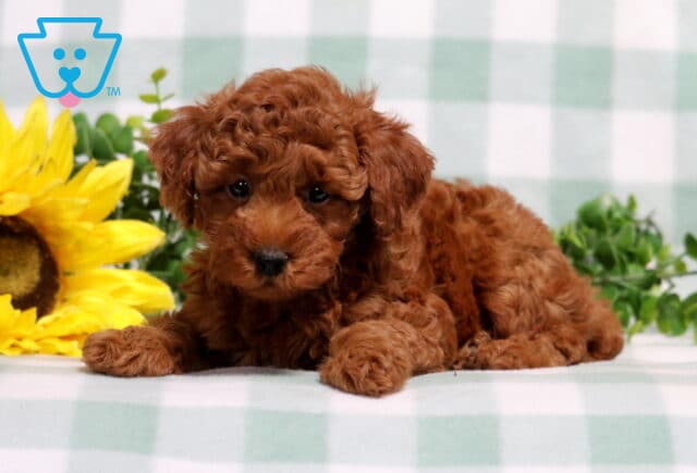 Maxwell Mini Poodle2 image