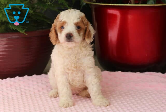 Maxy Mini Goldendoodle image