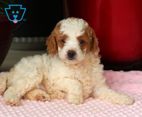 Maxy Mini Goldendoodle2