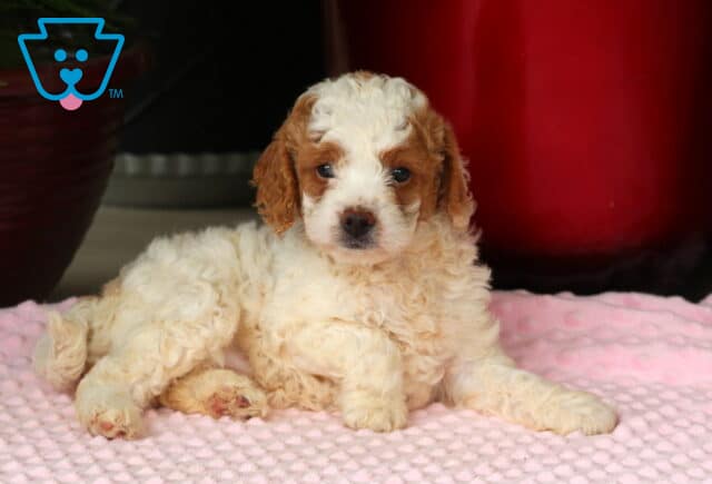 Maxy Mini Goldendoodle2 image