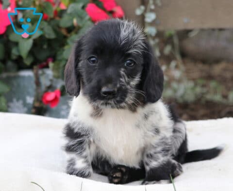 Maxy Mini Labradoodle