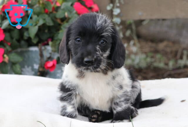 Maxy Mini Labradoodle image