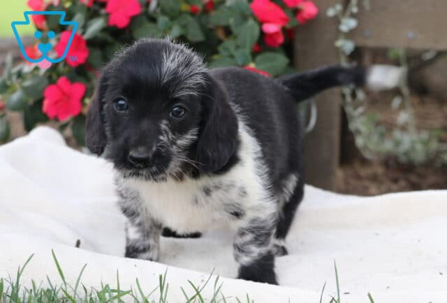 Maxy Mini Labradoodle2 image