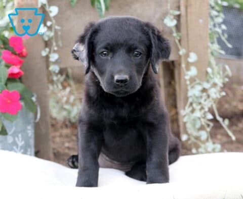 Mazy Mini Labradoodle