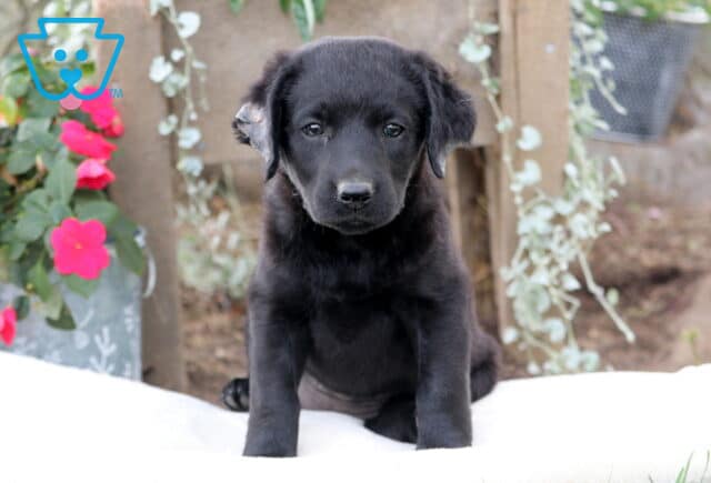 Mazy Mini Labradoodle image