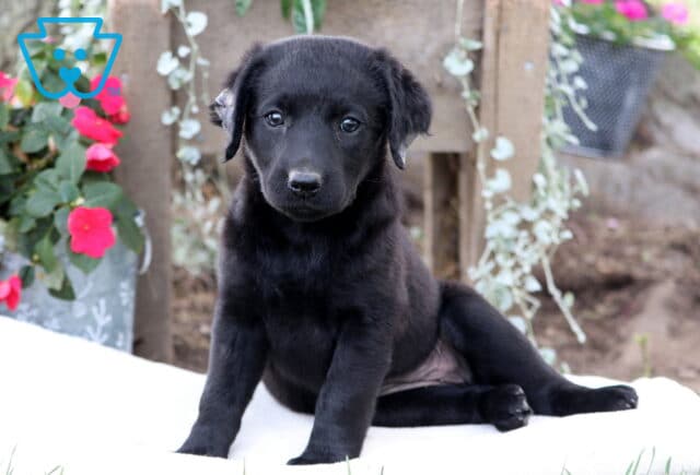 Mazy Mini Labradoodle2 image