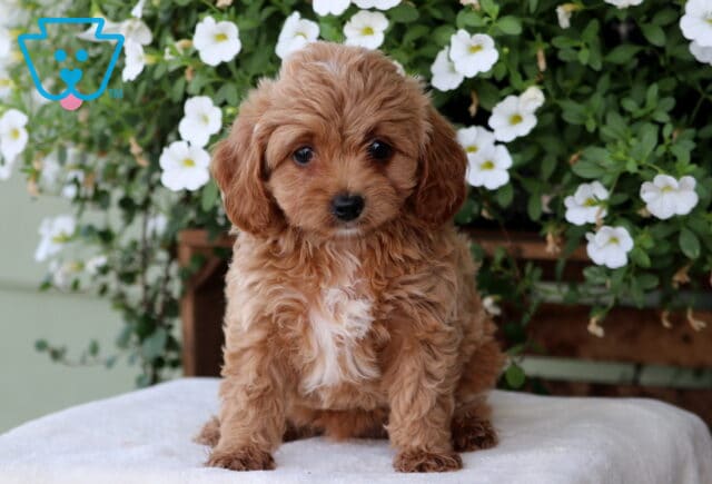 Mia Cavapoo image