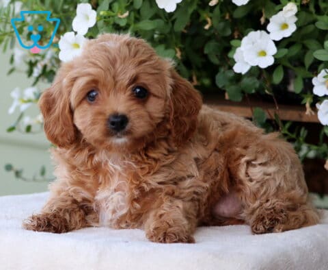 Mia Cavapoo2
