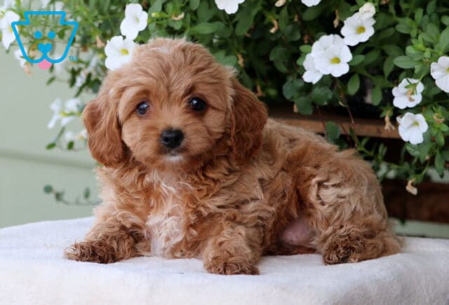 Mia Cavapoo2 image