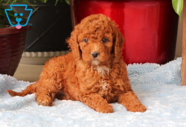 Micky Mini Goldendoodle image