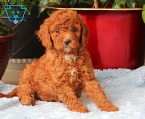 Micky Mini Goldendoodle2